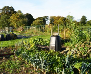 Tring Allotments